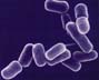 Ecoli.jpeg