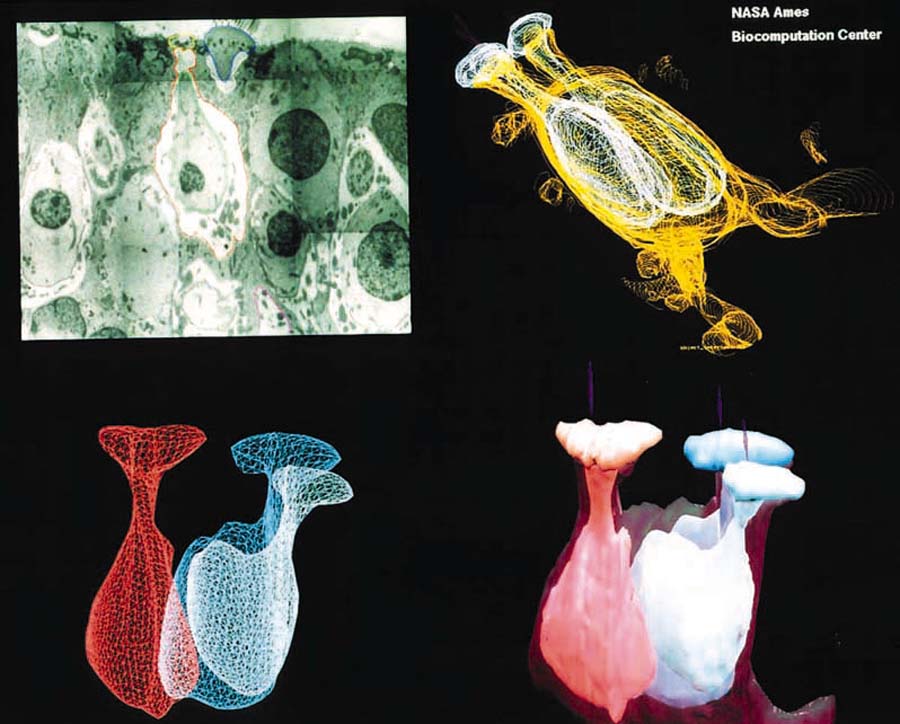 3-D Reconstruction of the Inner Ear