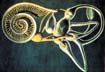 Inner Ear