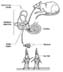 Mammalian Vestibular Organs